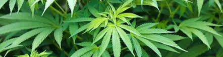 Weed addiction - Discount Cannabis Seeds