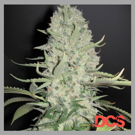 White Widow x Bid Bud - Discount Cannabis Seeds