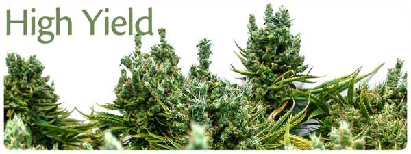  XXL Yield Cannabis Seeds Strains at Discount Cannabis Seeds.