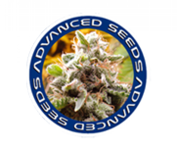 Strawberry Banana Fast Feminised Cannabis Seeds | Advanced Seeds 