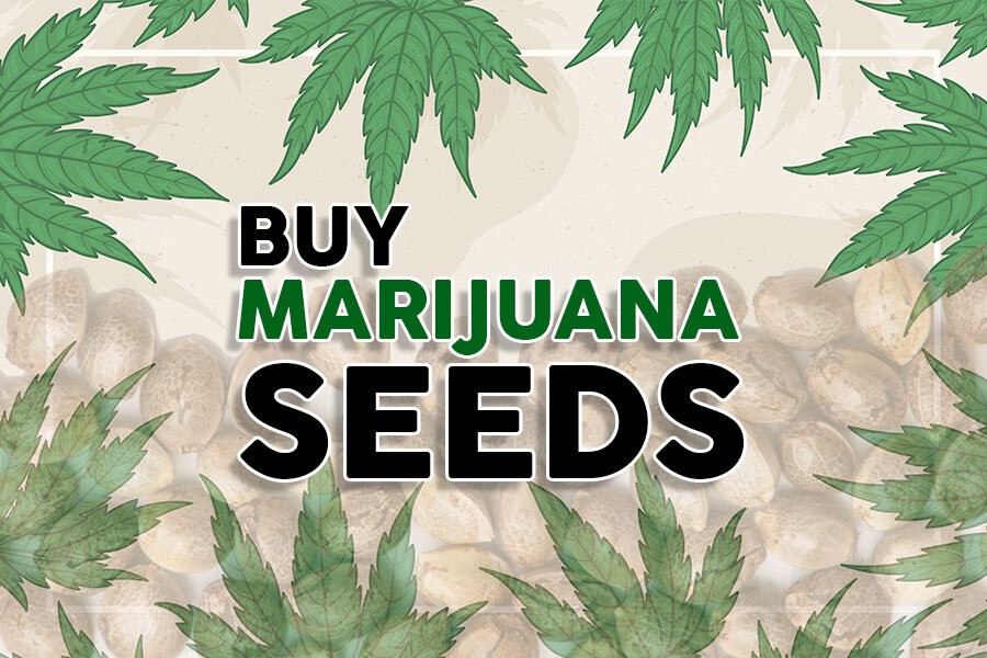 Unlock Big Savings with Fast Shipping on Discount Cannabis Seeds.