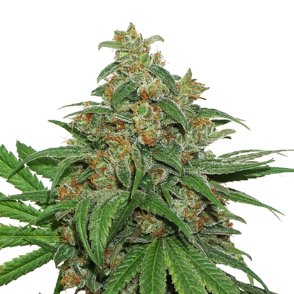 AK420 Auto | Discount Cannabis Seeds