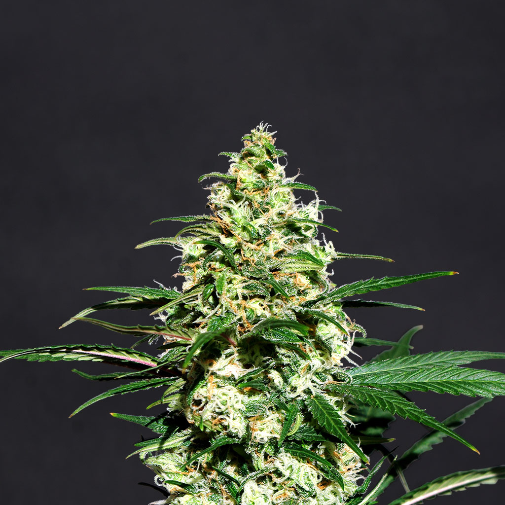 Cannabis Seeds Bank Review - Kannabia Seeds