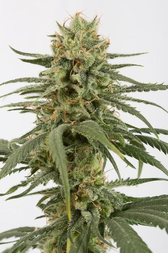 Amnesia CBD - Discount Cannabis Seeds