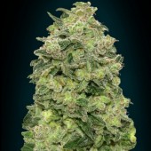 Auto Afghan Skunk - Discount Cannabis Seeds
