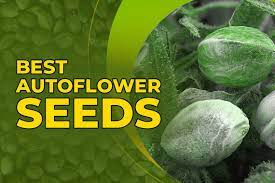  Auto Flowering Cannabis Seeds: Top Picks at Discount Cannabis Seeds
