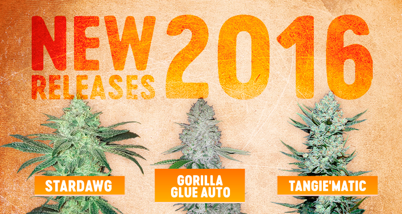 New Seed Strains from Fast Buds