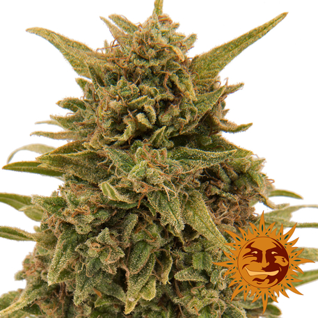 Blueberry OG - Discount Cannabis Seeds