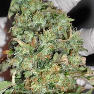 Cannabis Seeds - Dr Krippling's Buzz Light Gear Feminised Review.