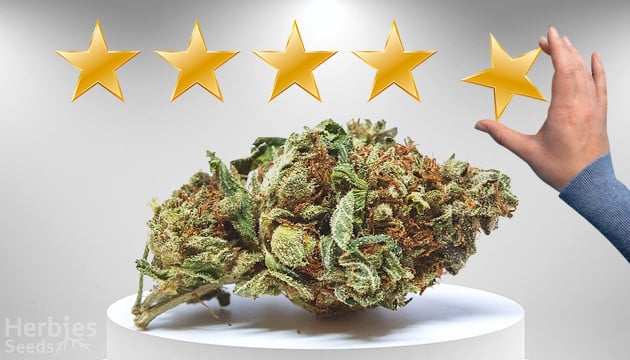 Discover the Finest Cannabis Cup Winning Cannabis Seeds at Discount Cannabis Seeds