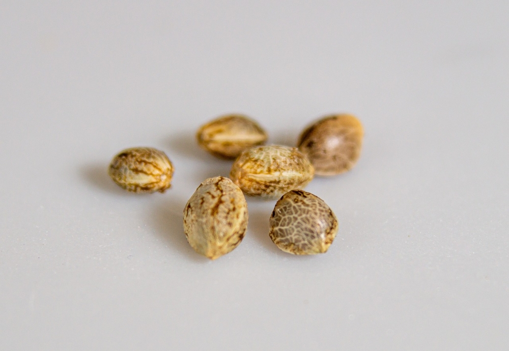 Discounts Galore: Uncovering the Best Online Cannabis Seeds Store