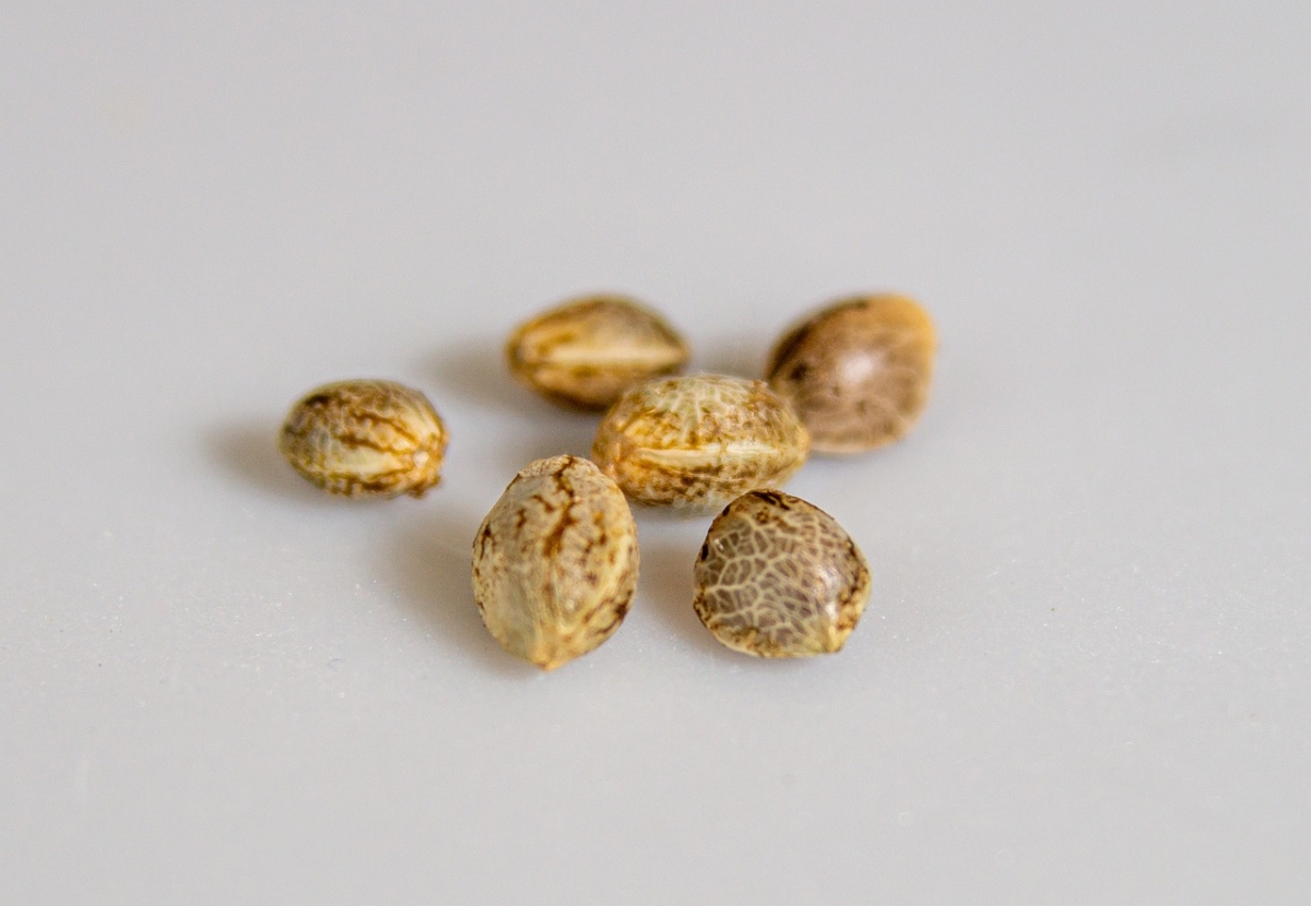 How Discount Cannabis Seeds are Transforming the Market