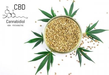 CBD Cannabis Seeds: Uncover Seeds at Discount Cannabis Seeds