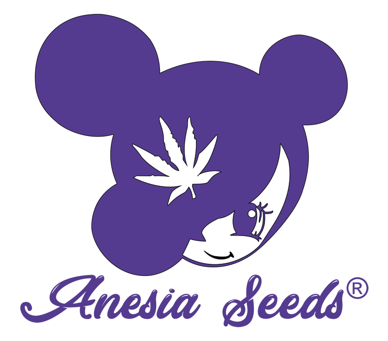 Red Banana Pudding Feminised Cannabis Seeds - Anesia Seeds
