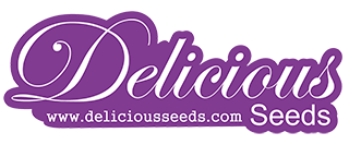 Delicious Seeds Review - Discount Cannabis Seeds