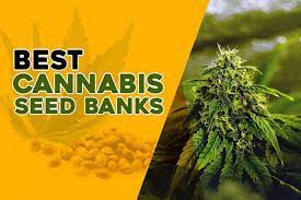 Discount Cannabis Seeds Your Number One Cannabis Seeds Store.