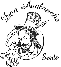 Don Gorilla Glue Auto Feminised Cannabis Seeds | Don Avalanche Seeds.
