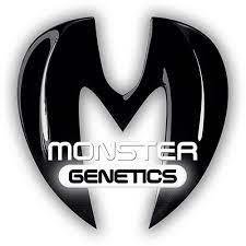 Monster Bruce Banner Auto Feminised Cannabis Seeds | Monster Genetics