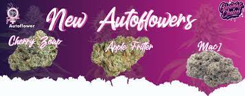 Crazy Roses FAST Feminised Cannabis Seeds - Growers Choice