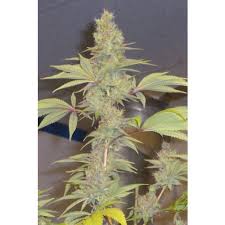 Strawberry Cough By Hazeman Seeds Review | Discount Cannabis Seeds