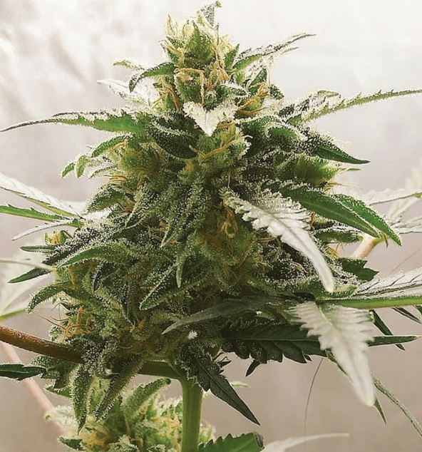 Mataro Blue - Kannabia - Discount Cannabis Seeds