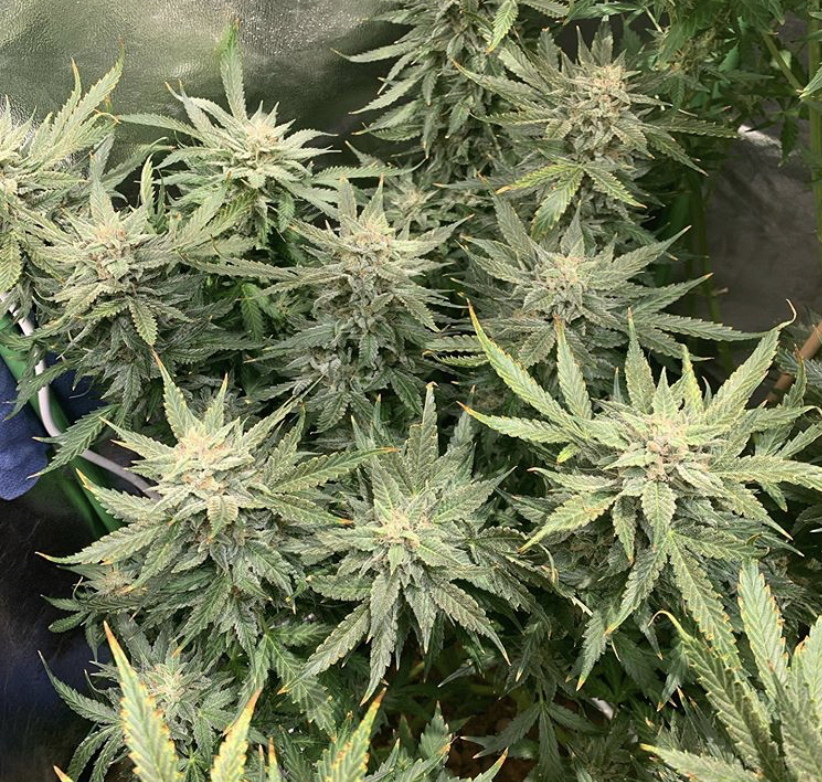 Best Auto Flowering Seeds of 2020 - Discount Cannabis Seeds