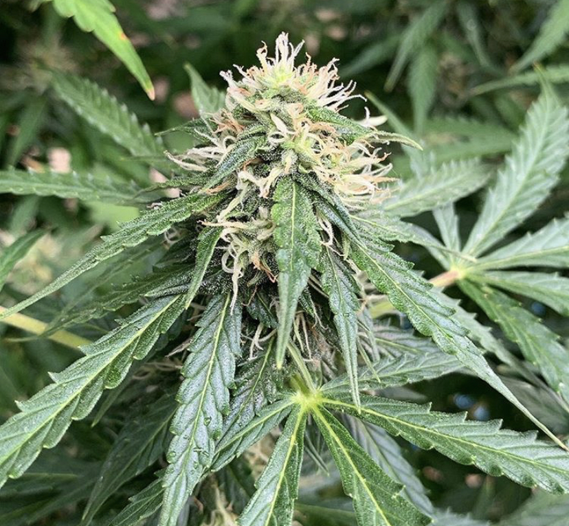 Barneys Farm LSD Feminised from Discount Cannabis Seeds