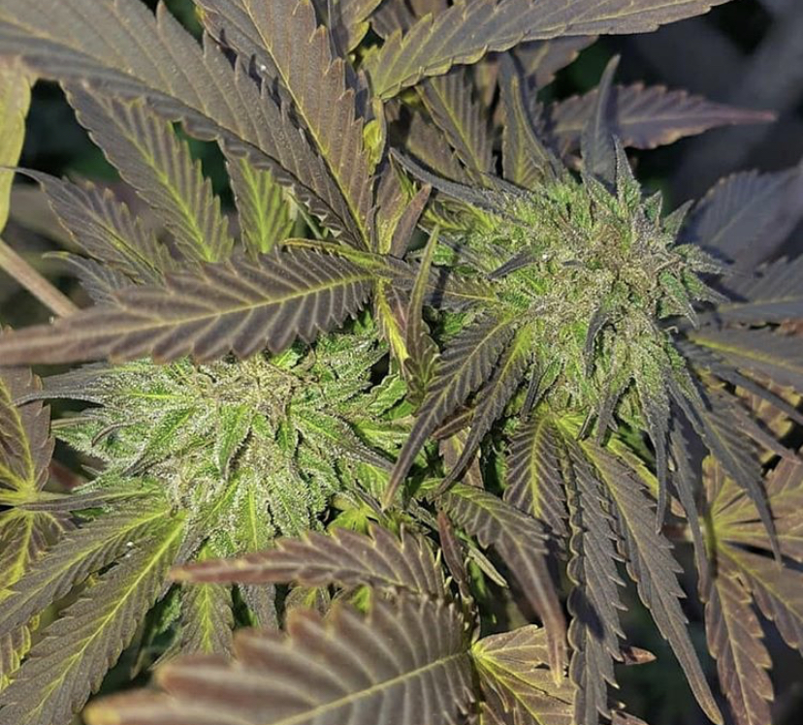 Big Bull - Kannabia - Discount Cannabis Seeds