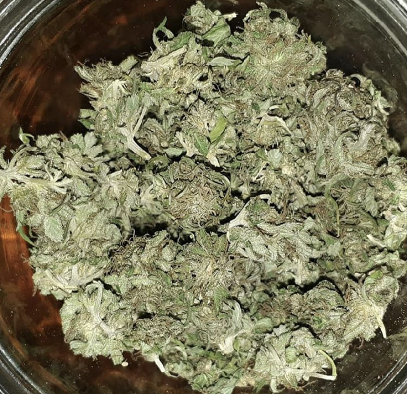 Big Bull - Kannabia - Discount Cannabis Seeds