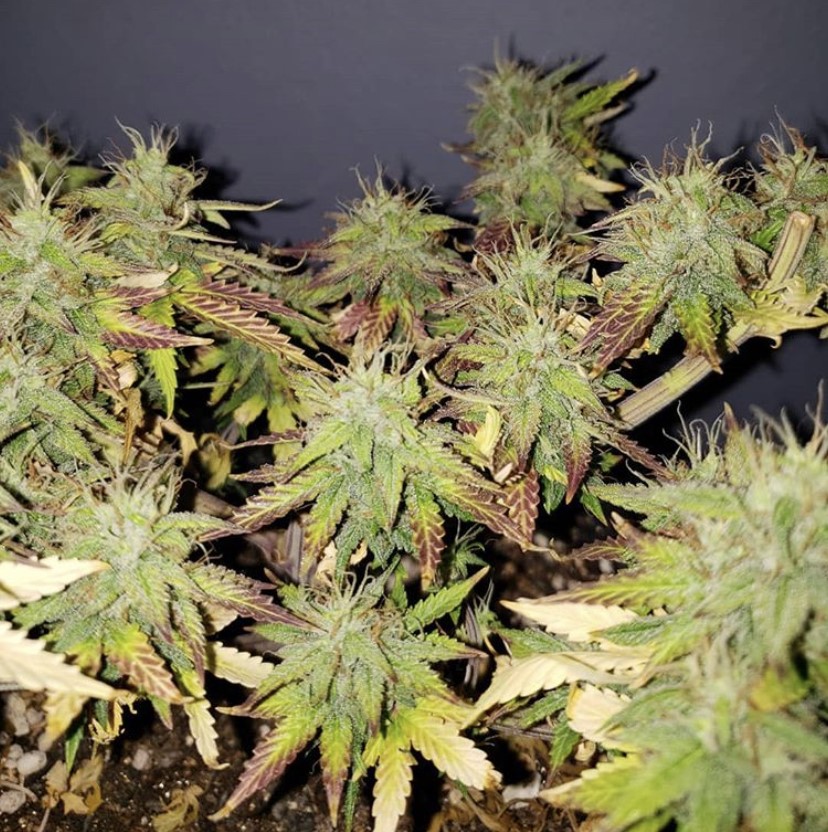 Northern Lights Auto - Royal Queen Seeds - Discount Cannabis Seeds