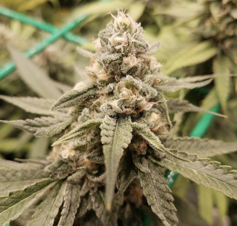 Critical Kush - Barney's Farm - Discount Cannabis Seeds
