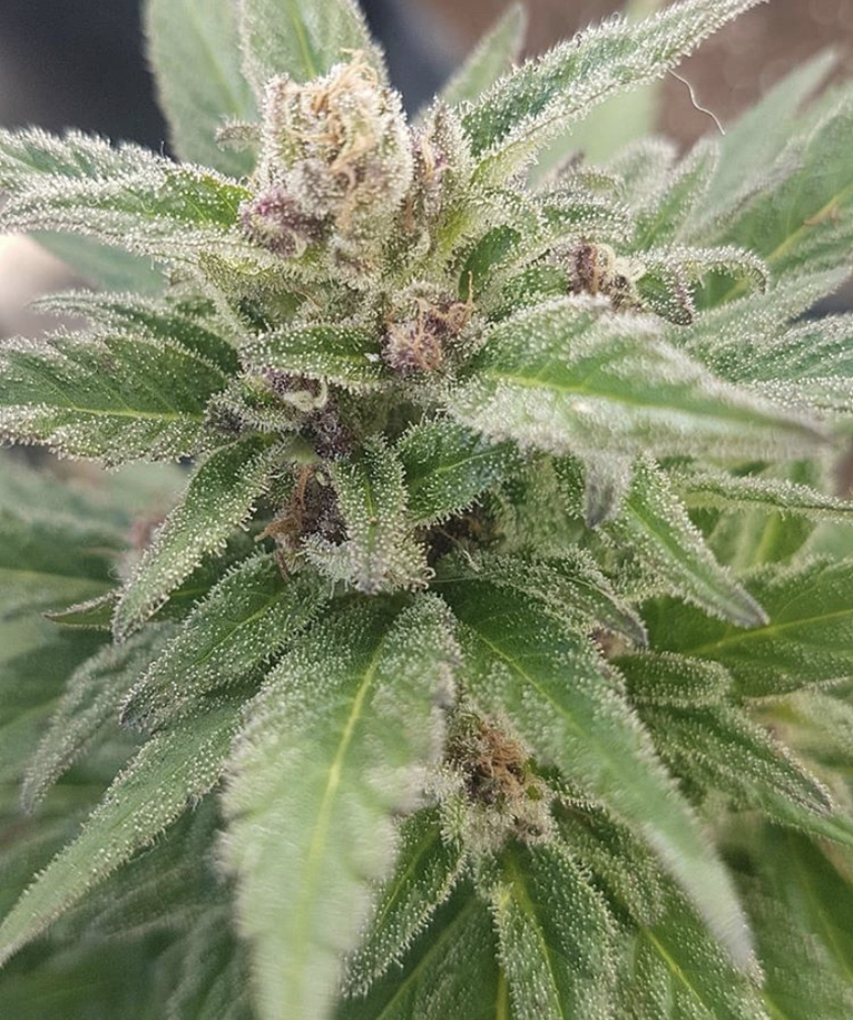 Purple Kush - Kannabia - Discount Cannabis Seeds