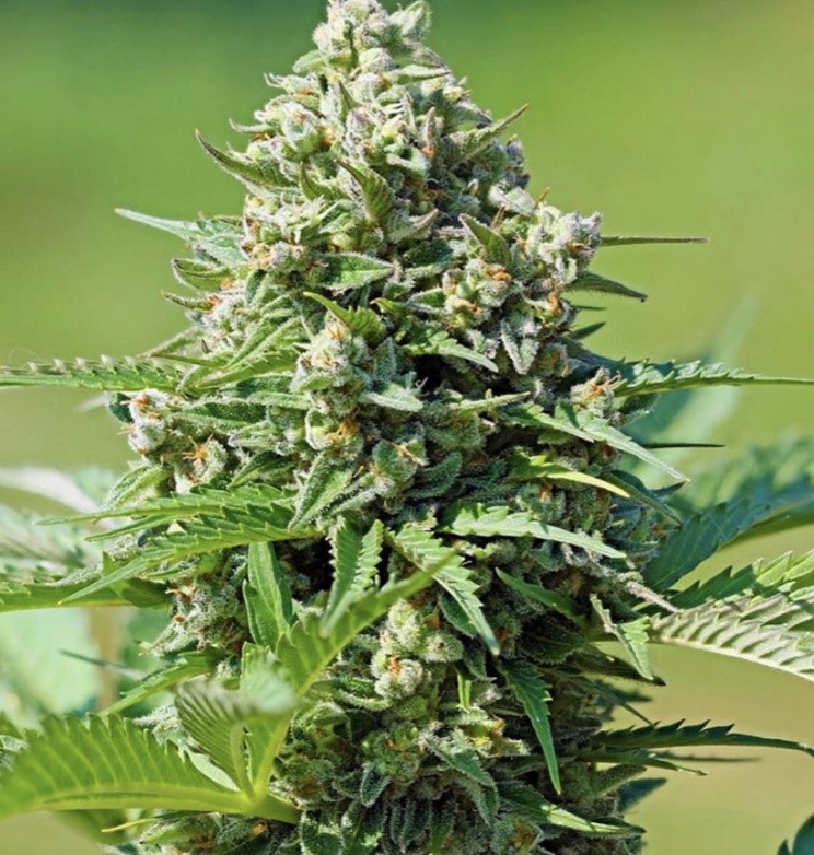 Royal Gorilla - Royal Queen Seeds - Discount Cannabis Seeds
