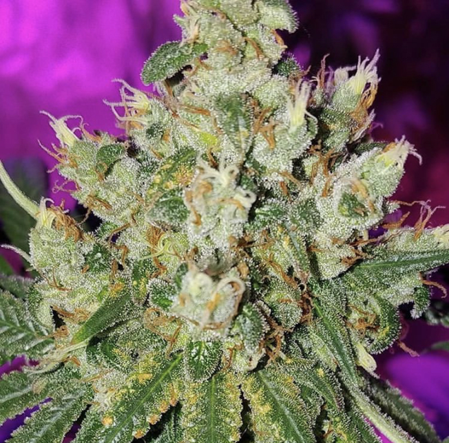 Barney's Farm Liberty Haze - Discount Cannabis Seeds
