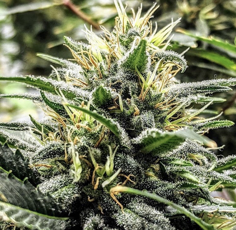 Cannabis strains - Discount Cannabis Seeds