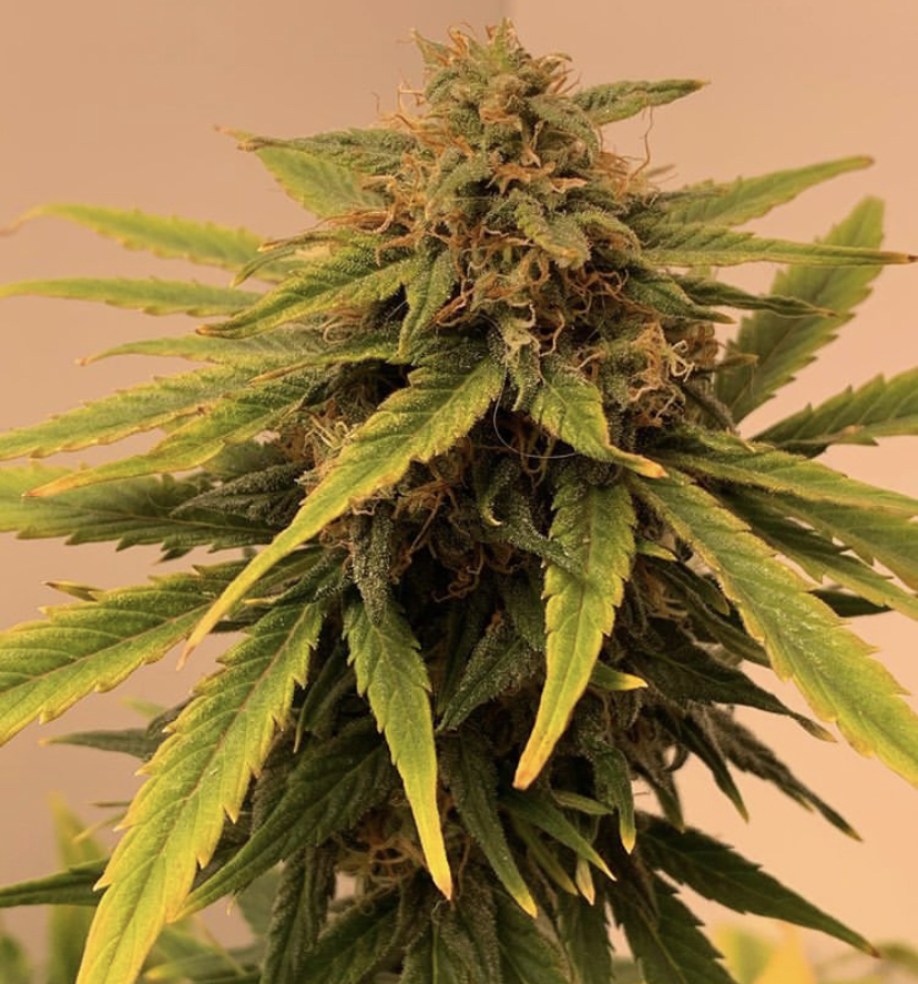 Mental Health Awareness - Discount Cannabis Seeds
