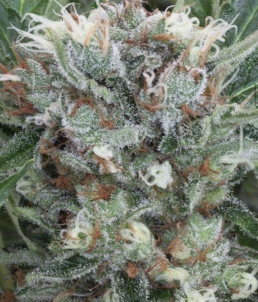 Top Feminised Seeds from Discount Cannabis Seeds