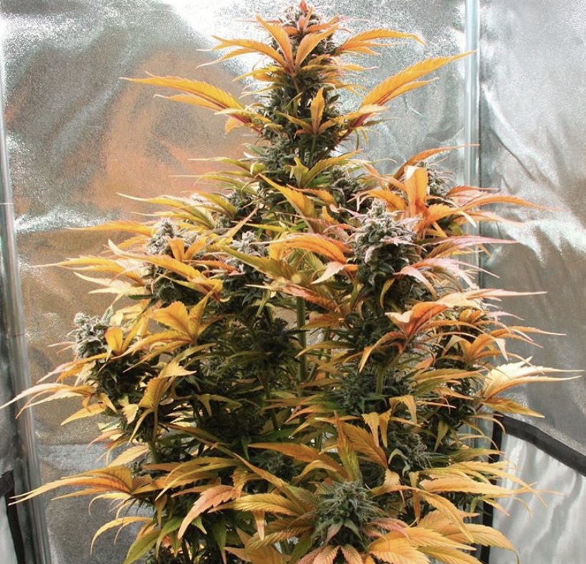 Amnesia Haze Auto - Royal Queen Seeds - Discount Cannabis Seeds