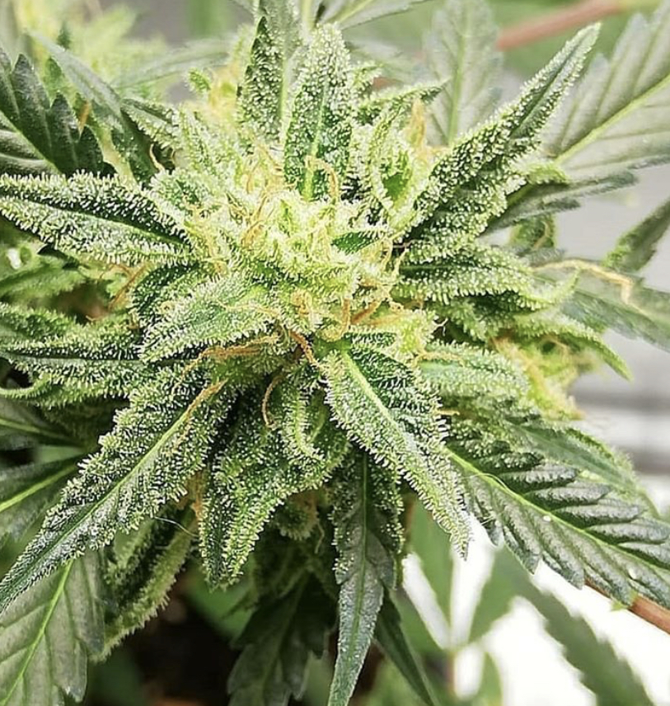 Mataro Blue - Kannabia - Discount Cannabis Seeds