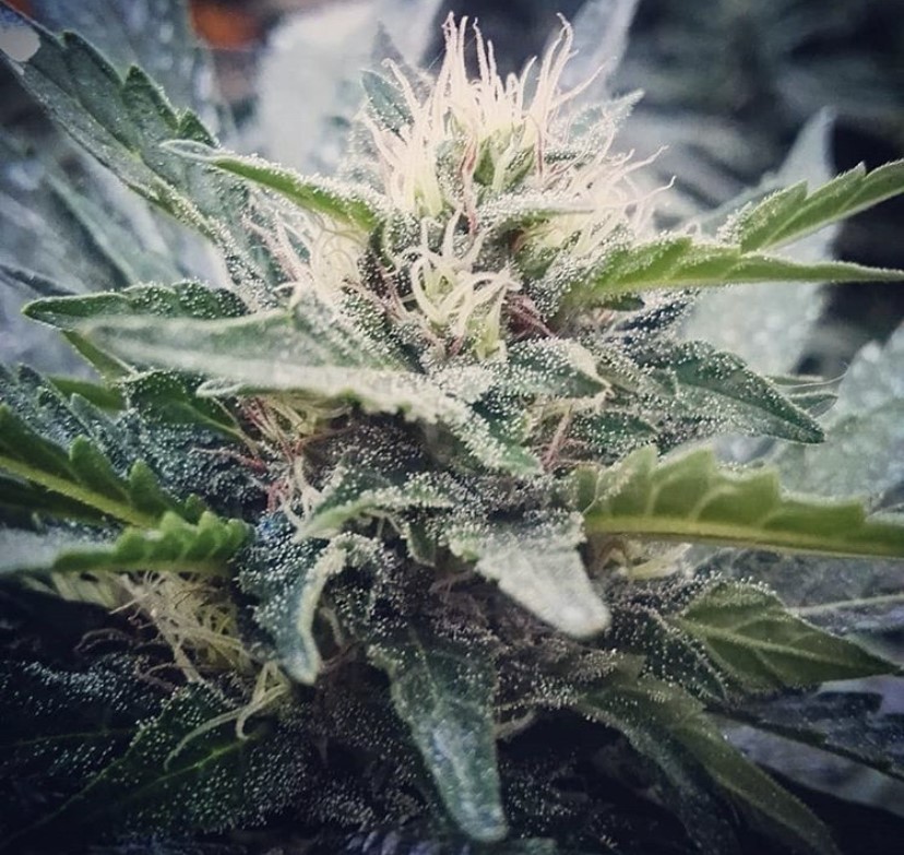 Special Kush #1 - Royal Queen Seeds - Discount Cannabis Seeds