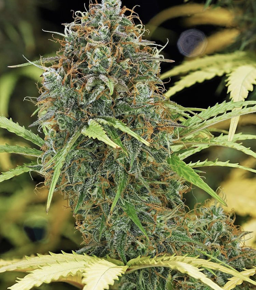 Auto Flowering Cannabis Seeds - Discount Cannabis Seeds