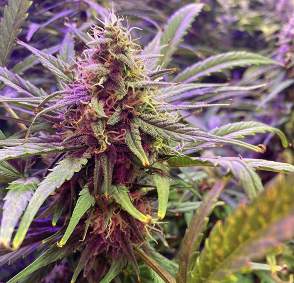 Buy Barney's Farm Cannabis Seeds at Discount Cannabis Seeds
