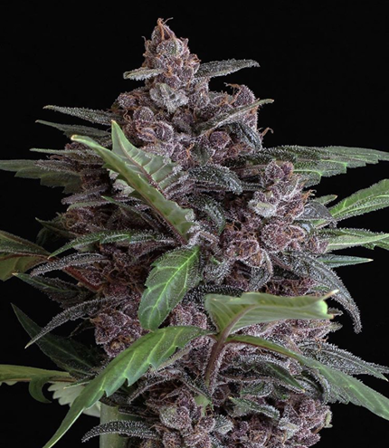 Exotic Seed - Discount Cannabis Seeds