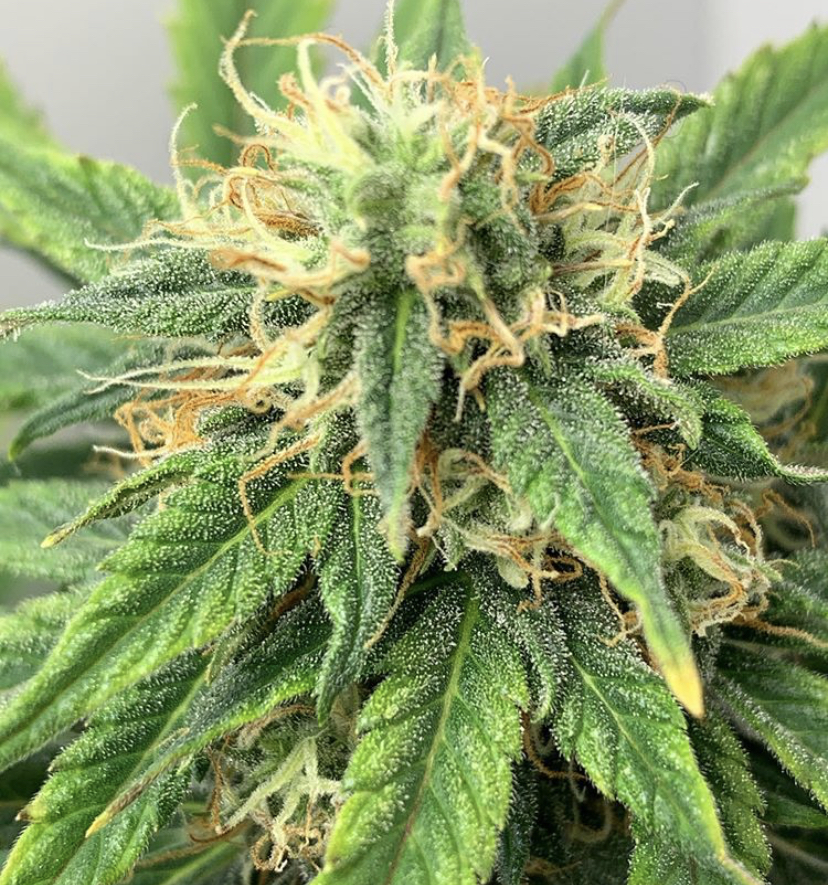 Solomatic CBD -- Royal Queen Seeds - Discount Cannabis Seeds