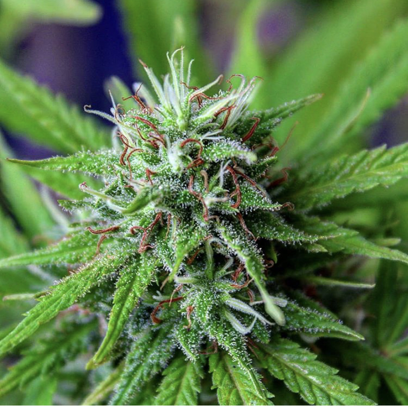 Top Feminised Seeds from Discount Cannabis Seeds