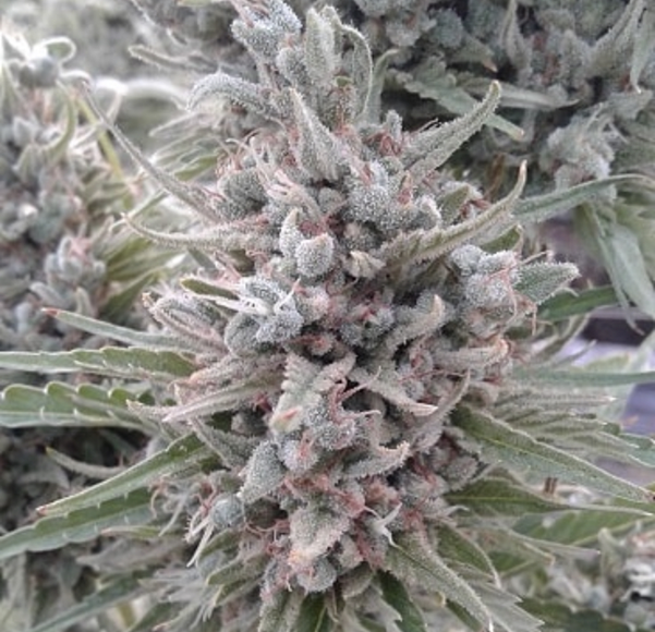 Buy Ace Seeds at Discount Cannabis Seeds