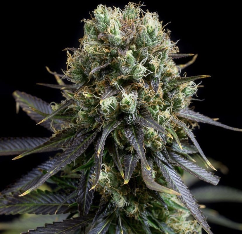Dinafem - Discount Cannabis Seeds