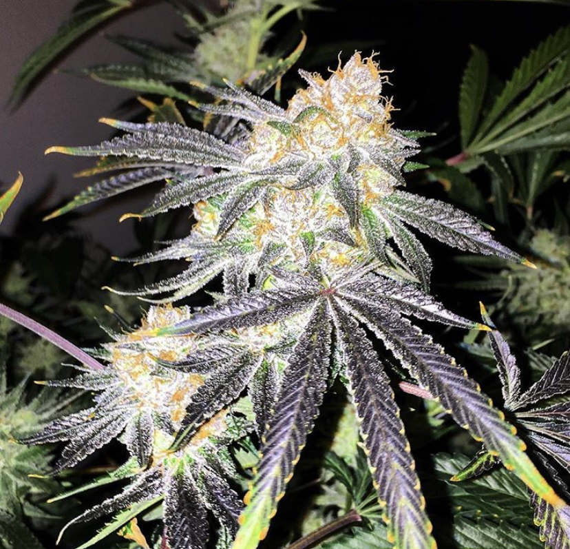 Buy Expert Seeds from Discount Cannabis Seeds