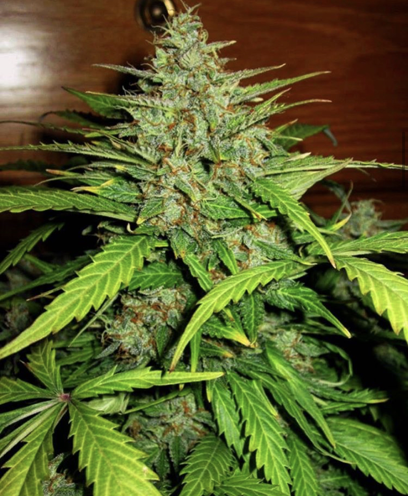 Northern Light Auto Feminised Cannabis Seeds - Royal Queen Seeds - Discount Cannabis Seeds