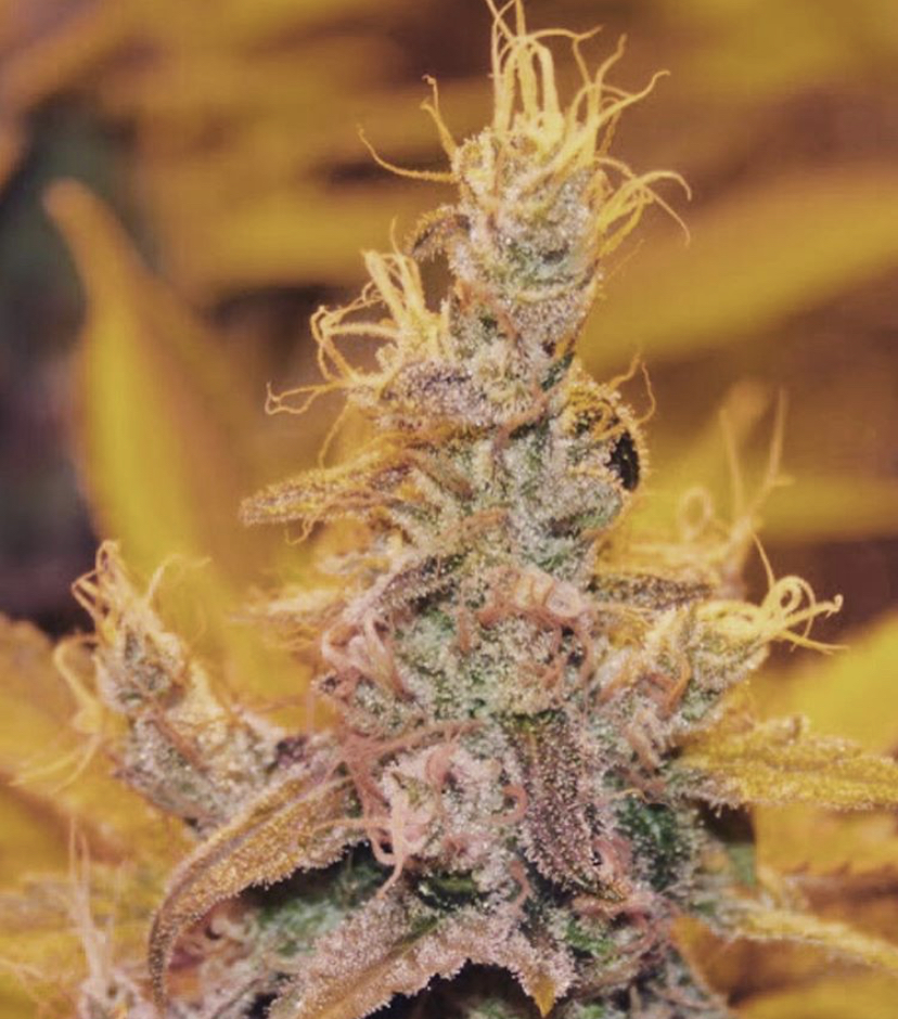 Buy Delicious Seeds at Discount Cannabis Seeds
